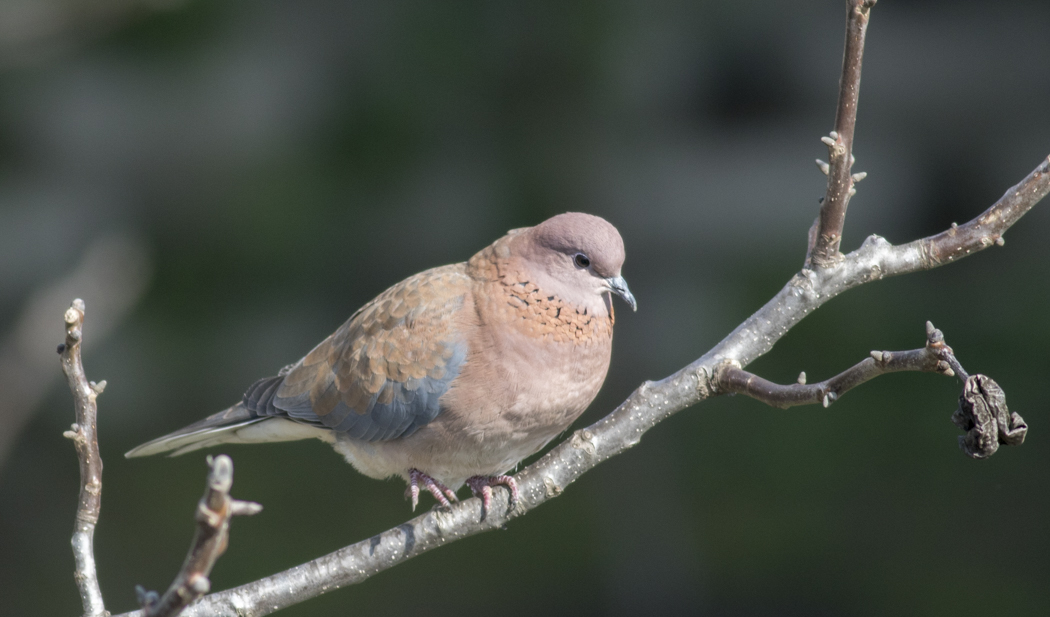 Laughing Dove