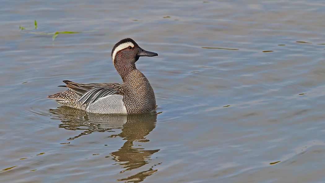 Garganey