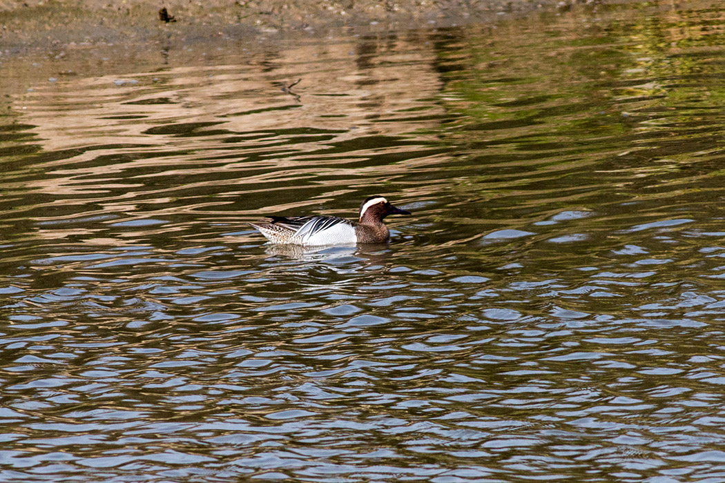 Garganey
