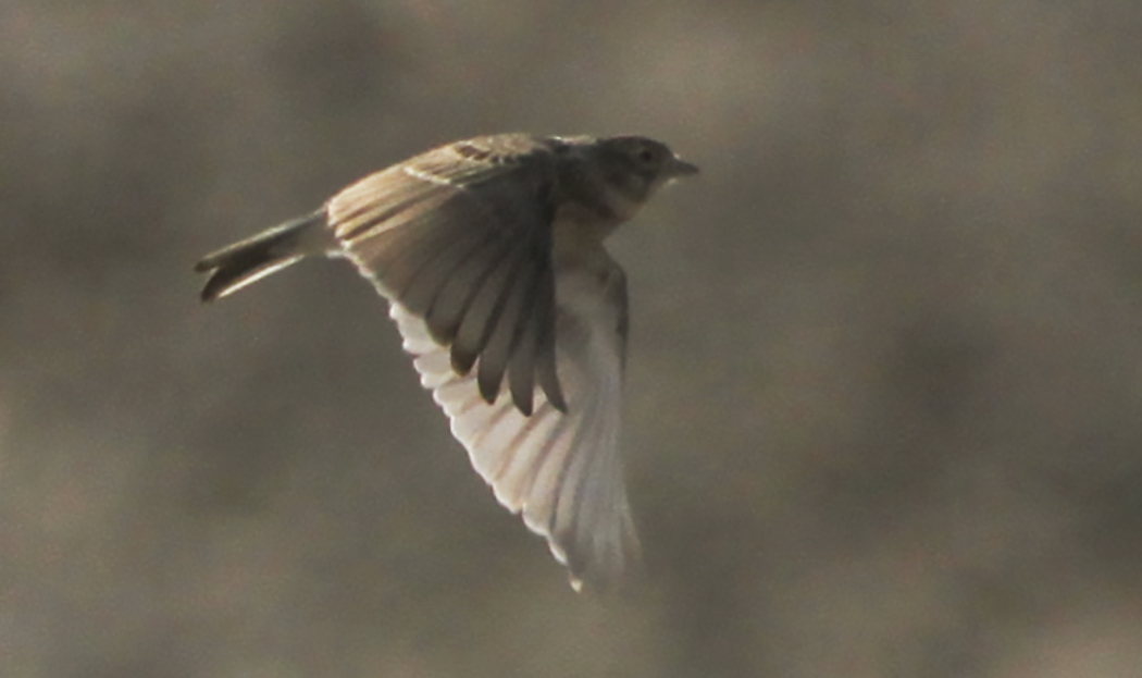 Eurasian Skylark