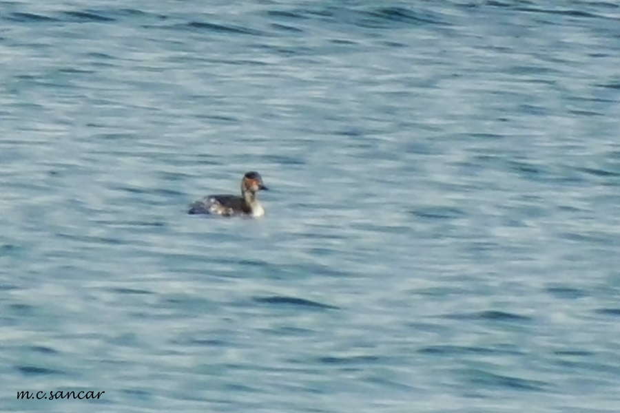 Black-necked Grebe