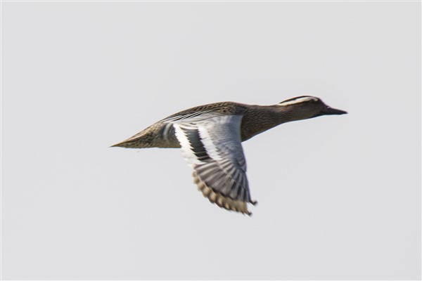 Garganey