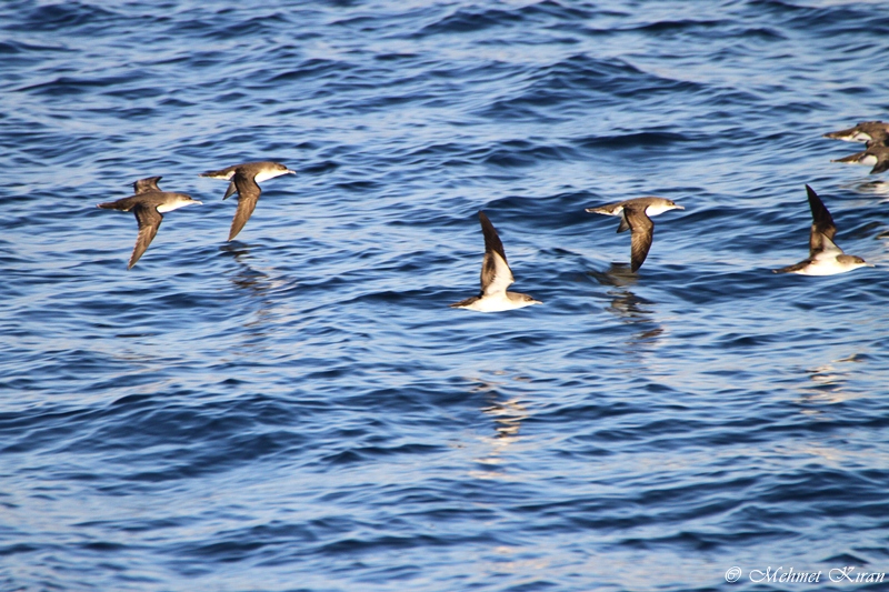 Yelkouan Shearwater