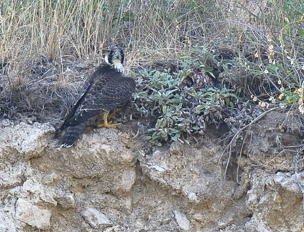 Peregrine Falcon