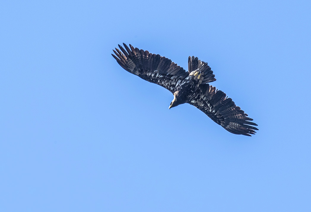 Eastern Imperial Eagle