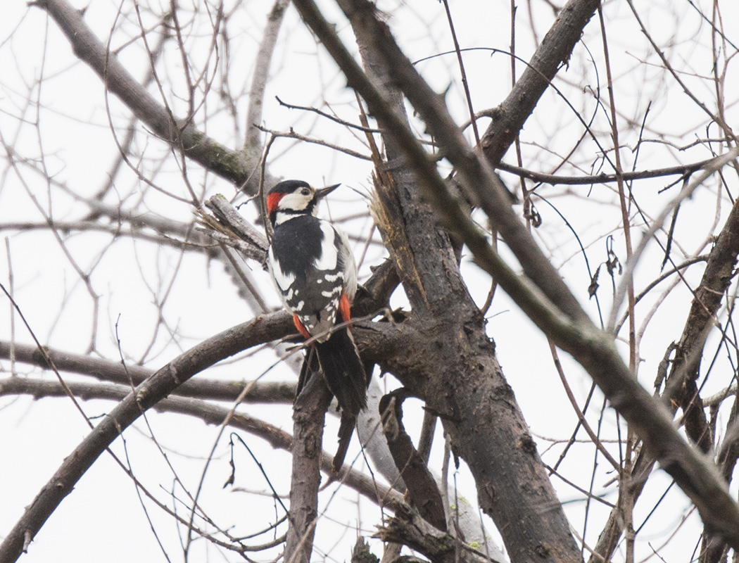 Great Spotted Woodpecker