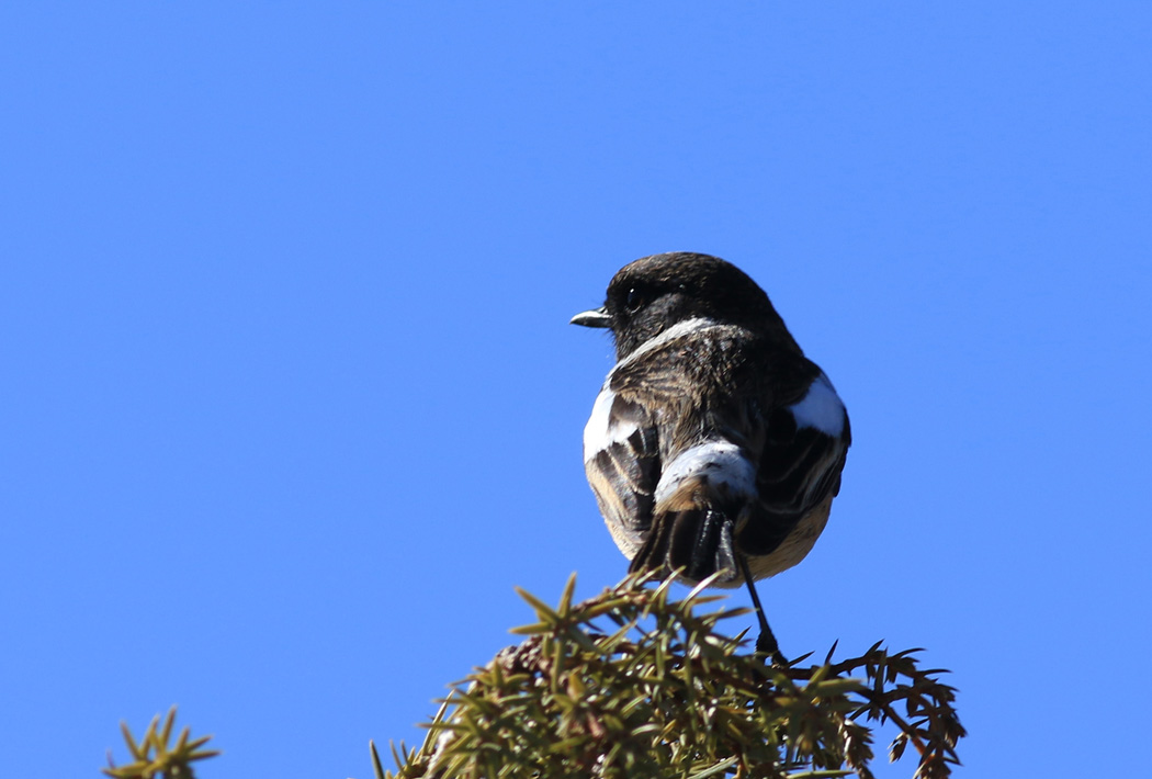 European Stonechat