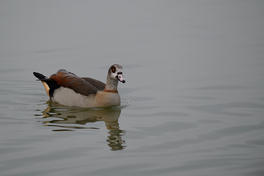 Egyptian Goose