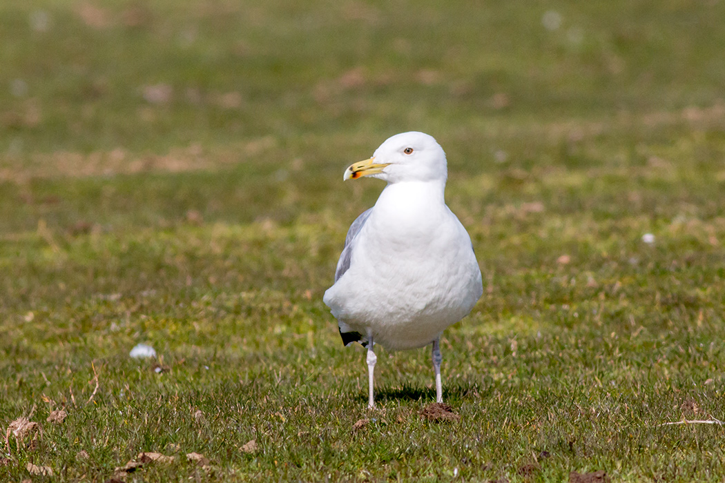Caspian Gull