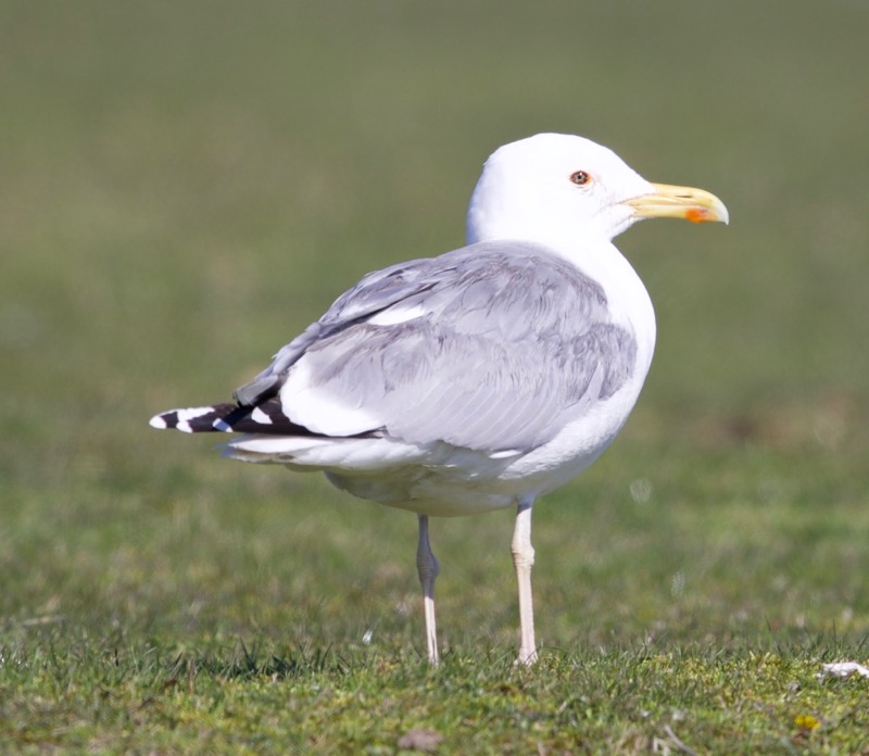Caspian Gull