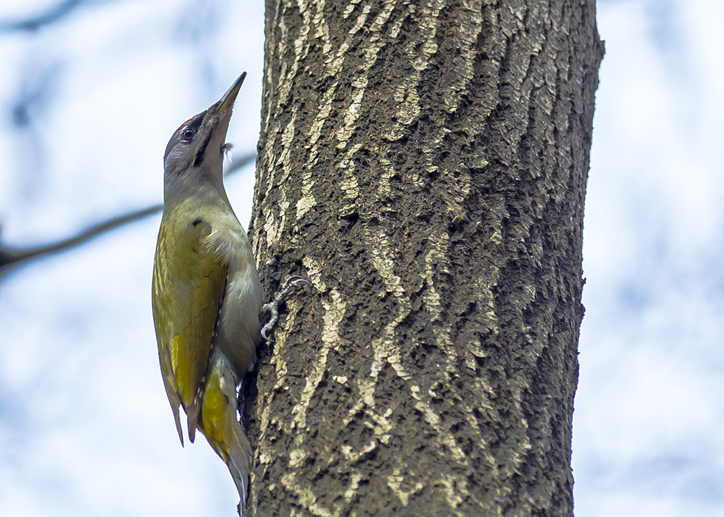 Grey-headed Woodpecker