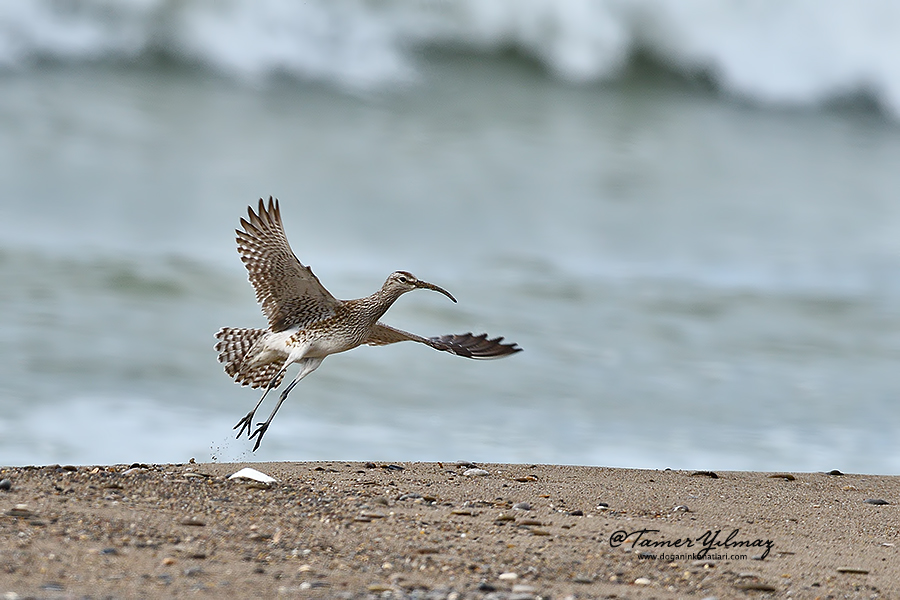 Eurasian Whimbrel
