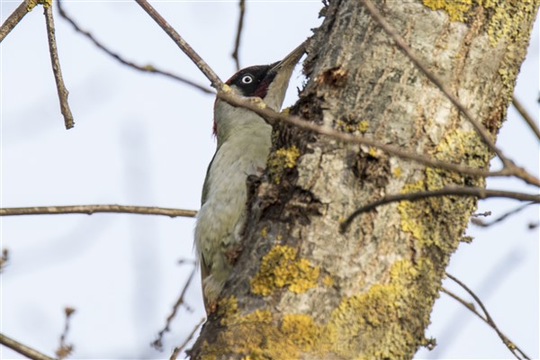 European Green Woodpecker