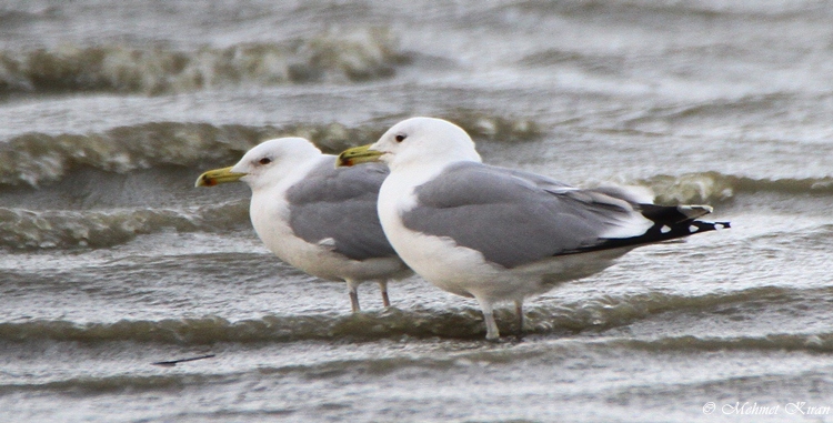 Caspian Gull