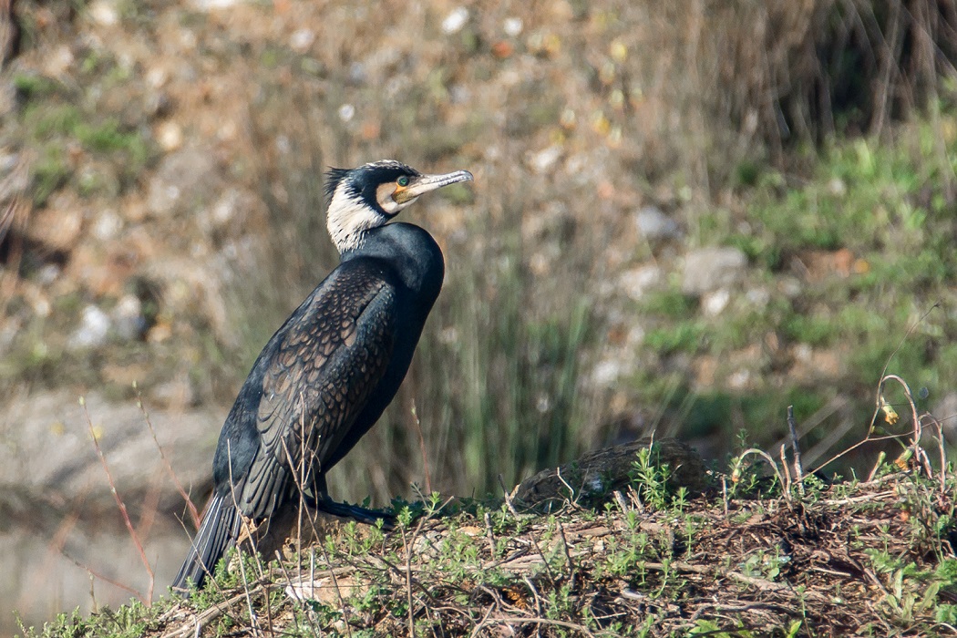 Karabatak