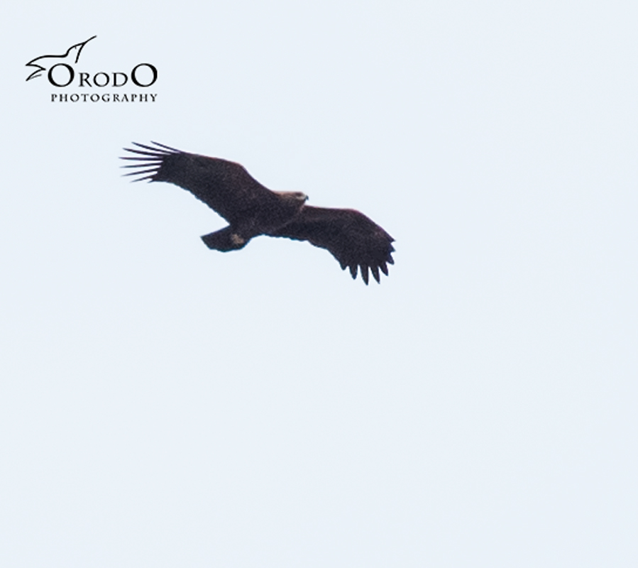 Greater Spotted Eagle