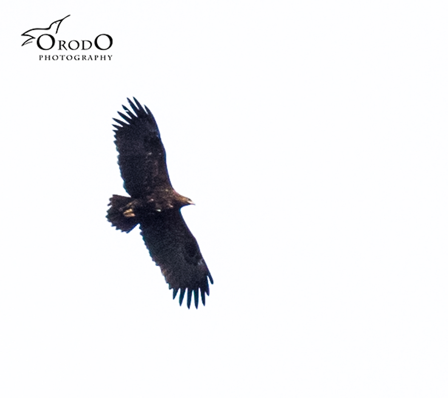 Greater Spotted Eagle