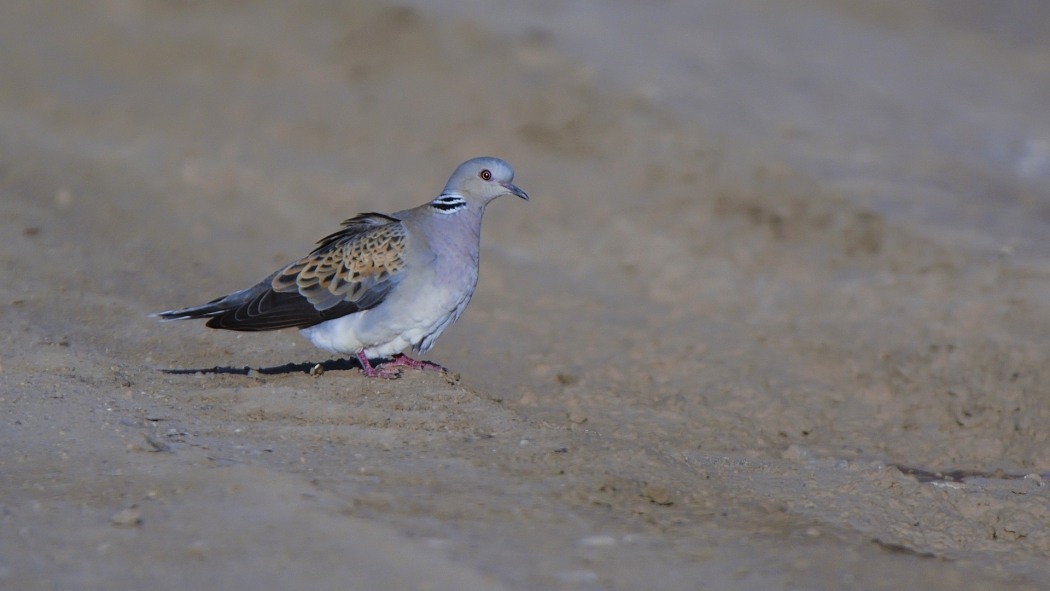 European Turtle Dove