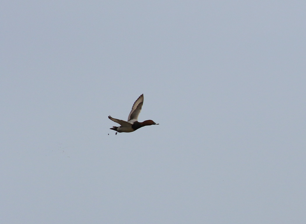 Common Pochard