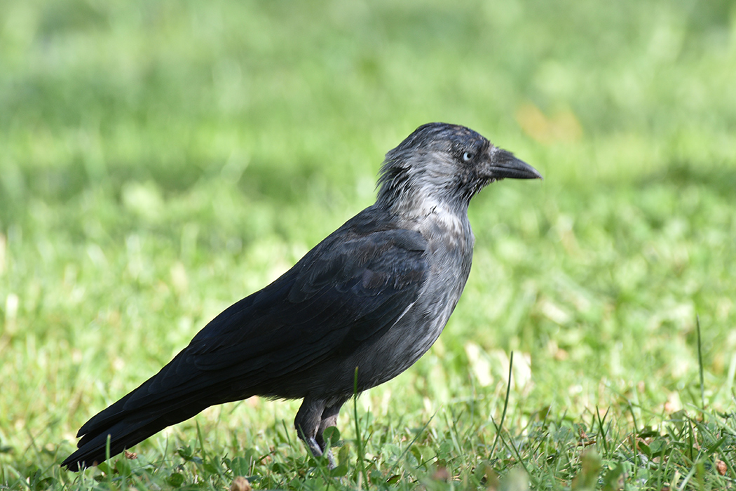 Western Jackdaw