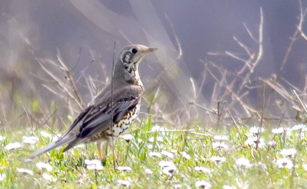 Mistle Thrush