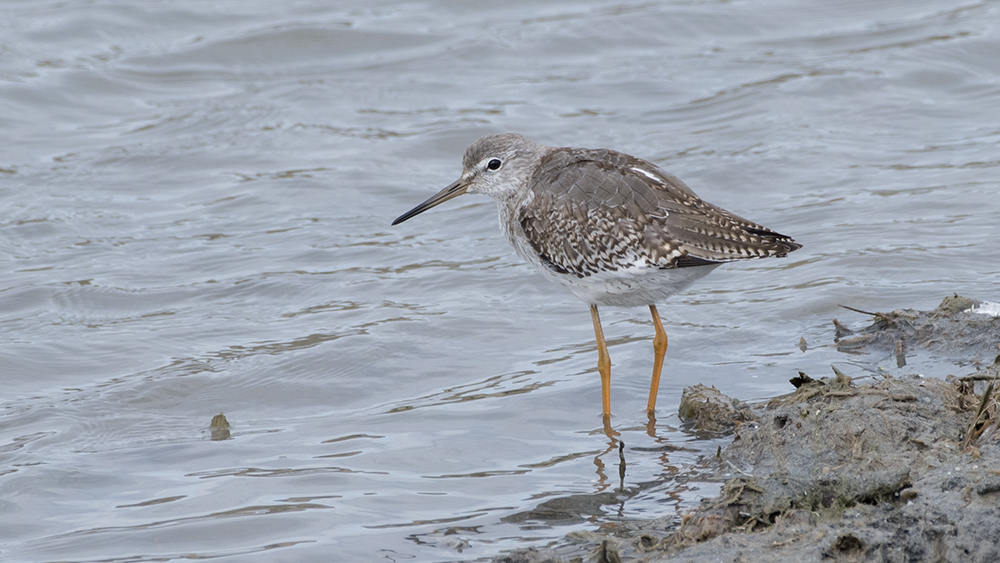 Common Redshank