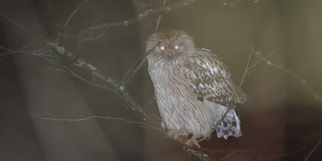 Brown Fish Owl