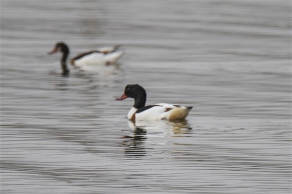 Common Shelduck