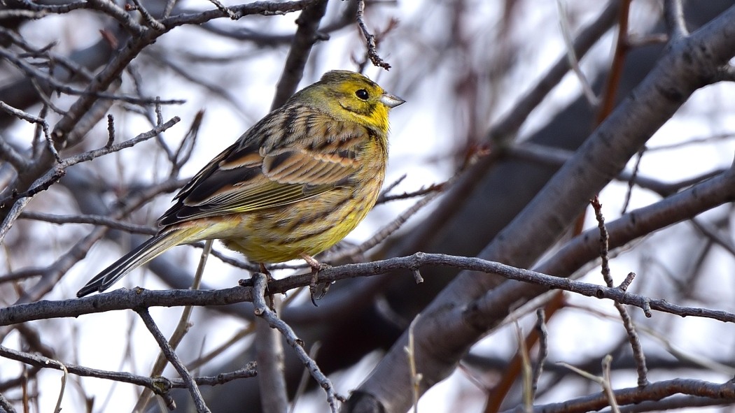 Yellowhammer
