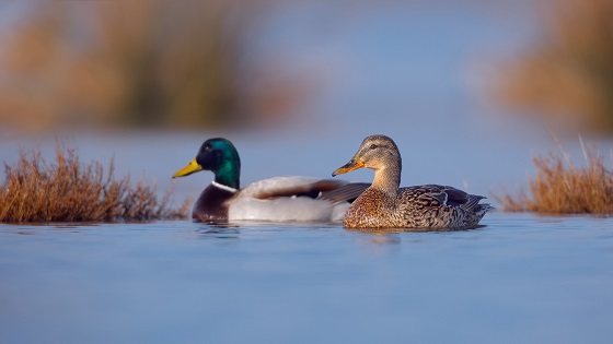 Mallard
