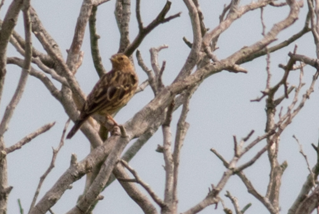 Red-throated Pipit