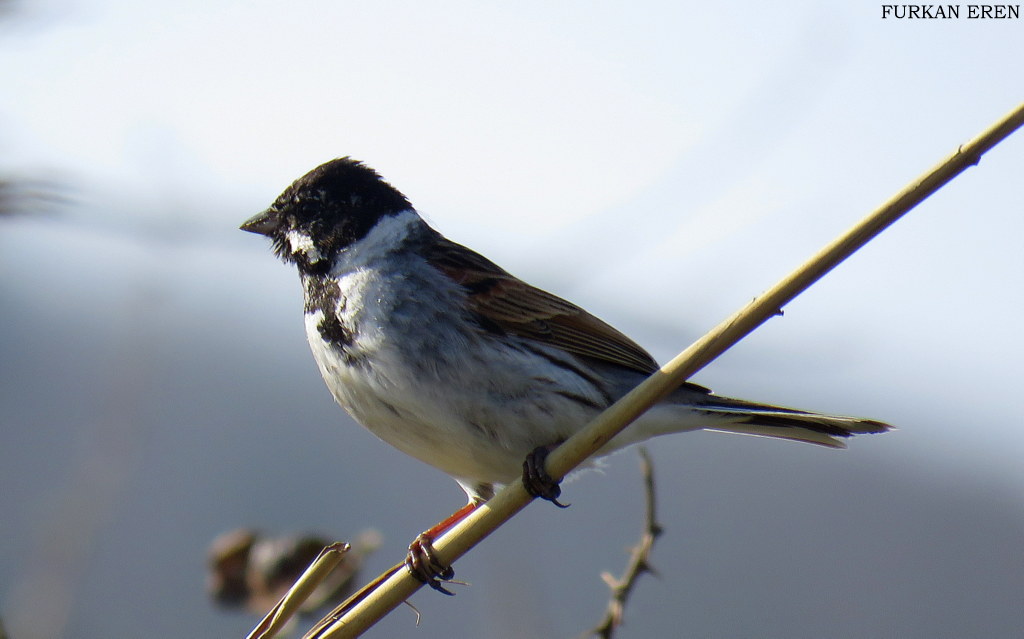 Common Reed Bunting