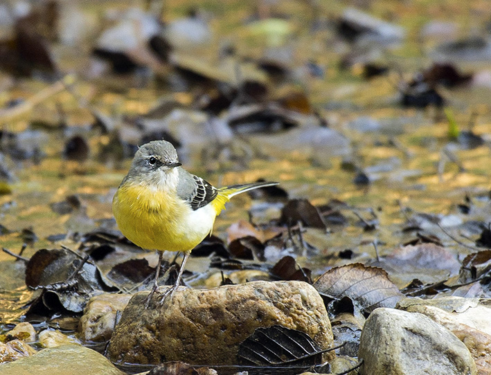 Grey Wagtail