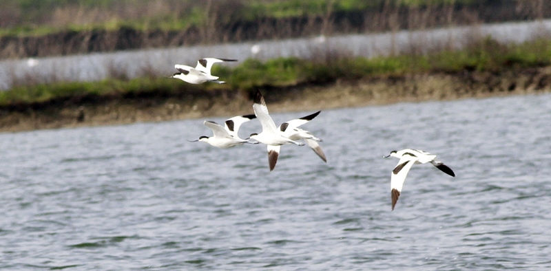 Pied Avocet