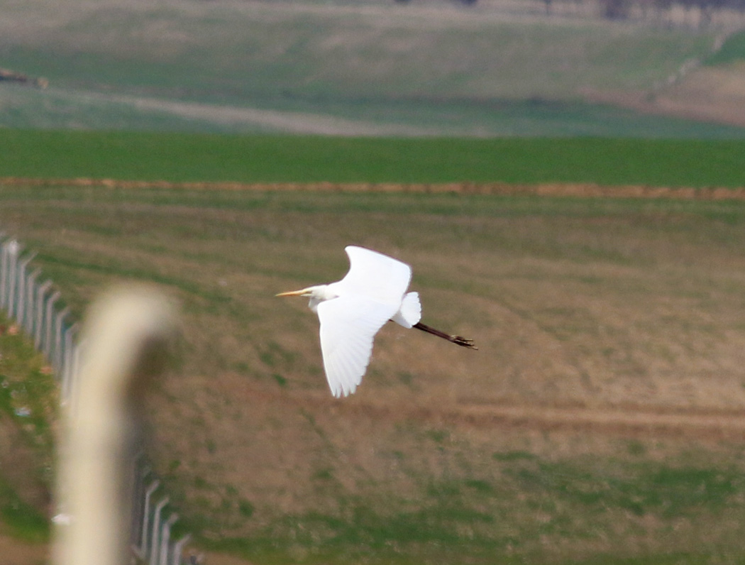 Great Egret