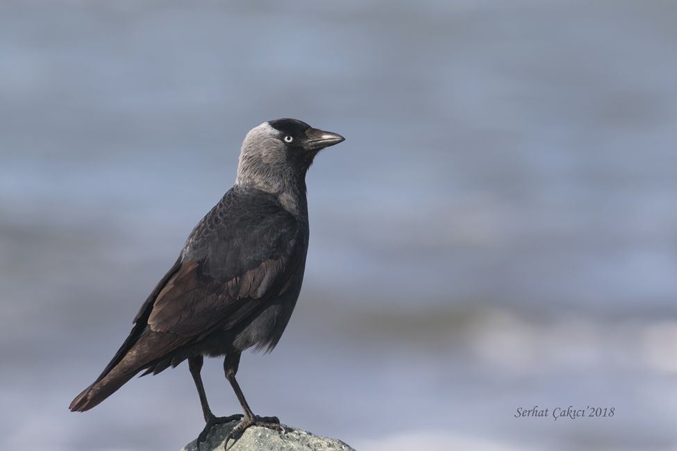 Western Jackdaw