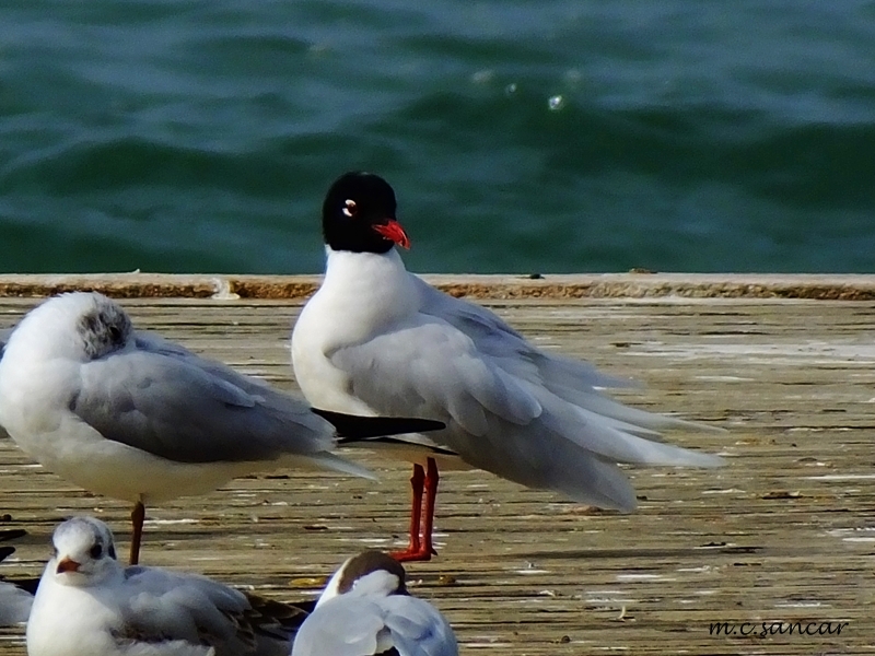 Mediterranean Gull
