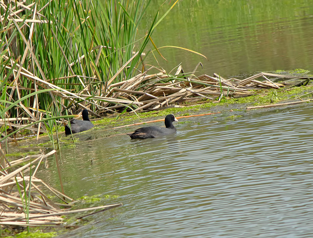 Eurasian Coot