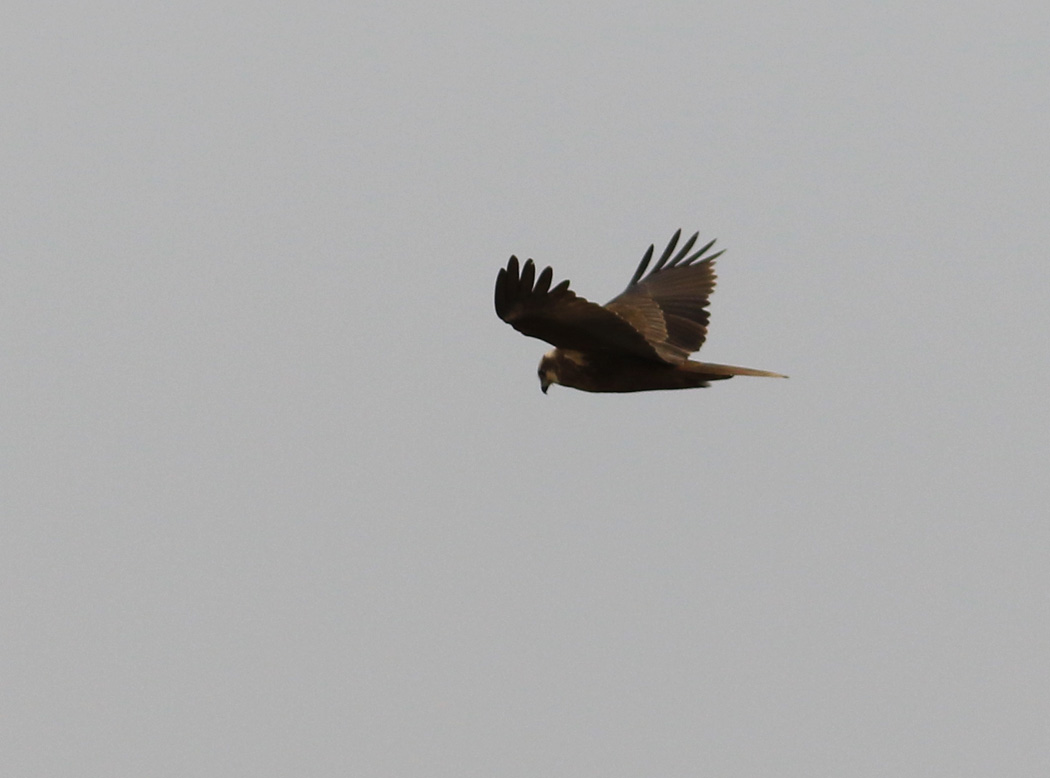 Western Marsh Harrier