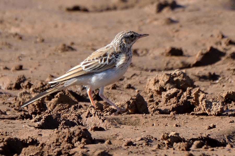 Tawny Pipit