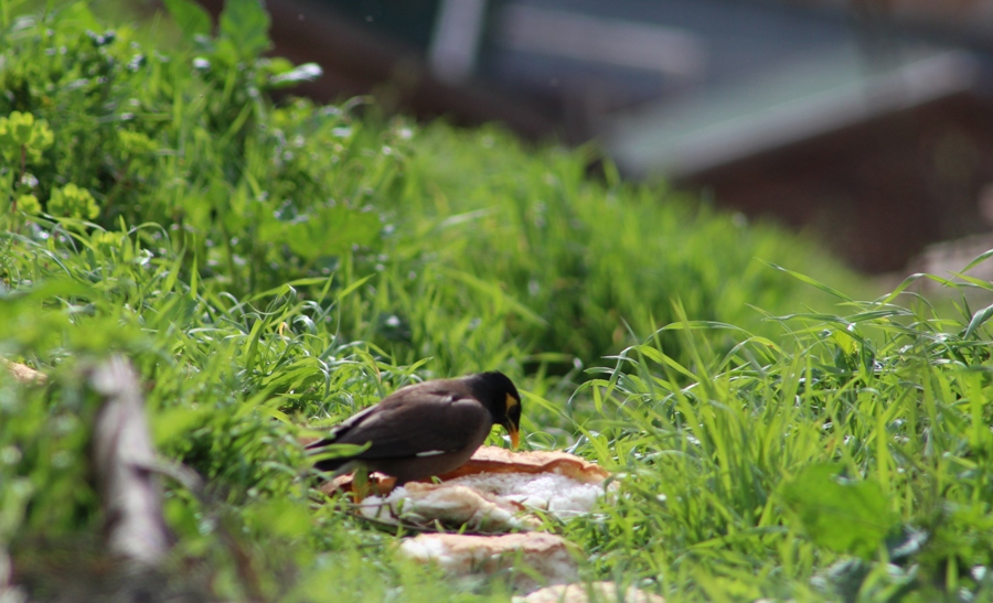 Common Myna