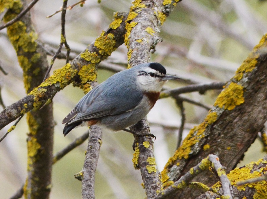 Krüper`s Nuthatch