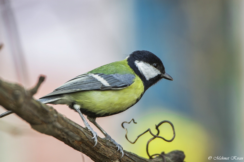 Great Tit
