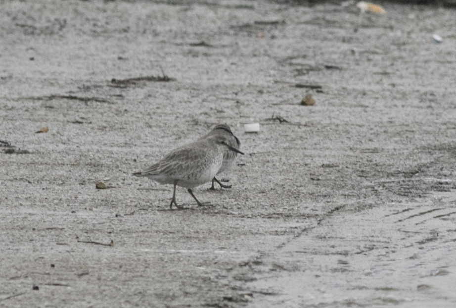 Red Knot