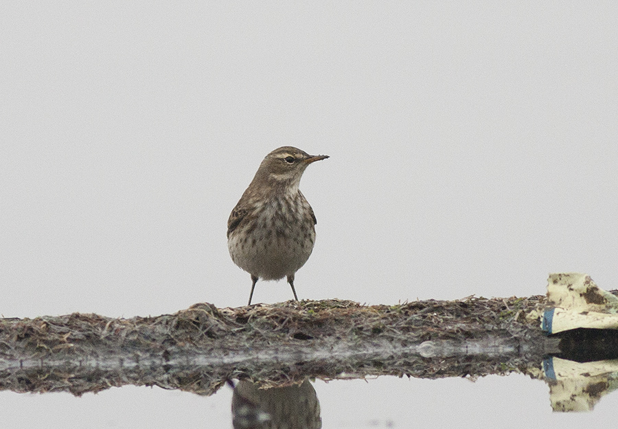Water Pipit