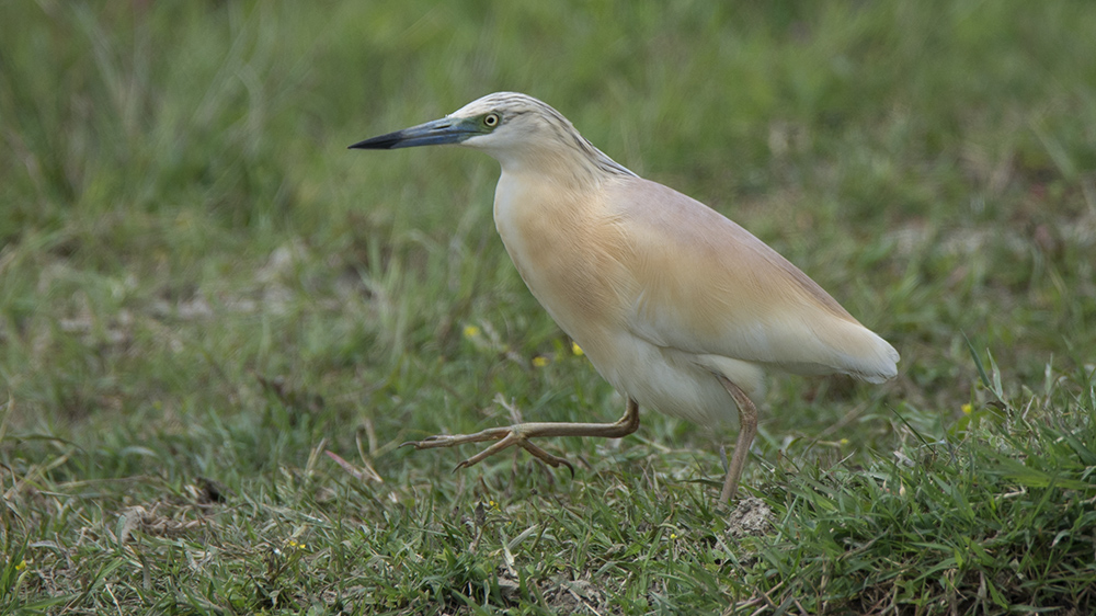 Squacco Heron