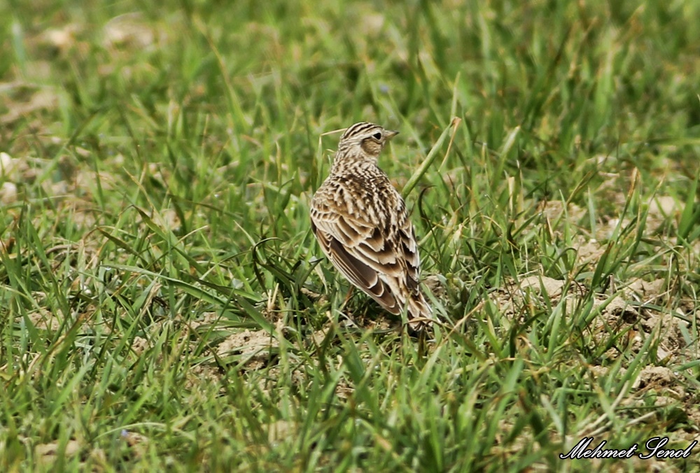 Eurasian Skylark
