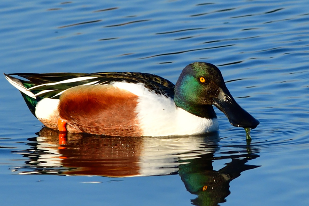 Northern Shoveler
