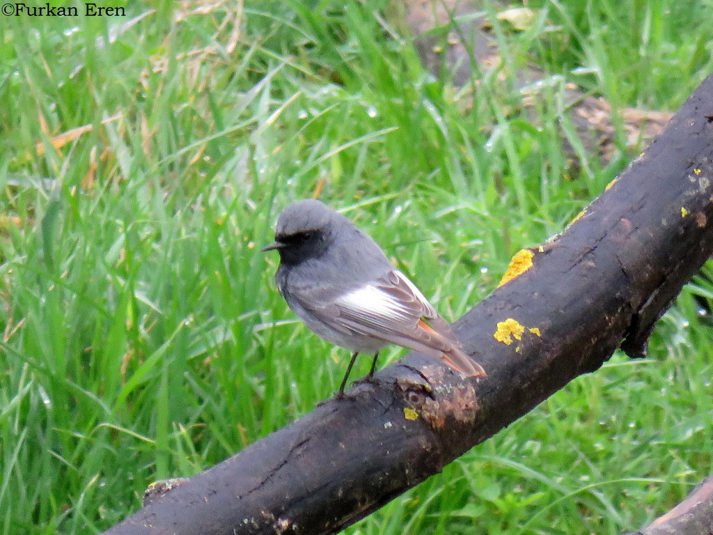 Black Redstart