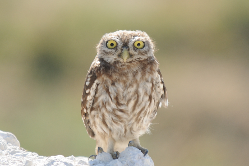 Little Owl
